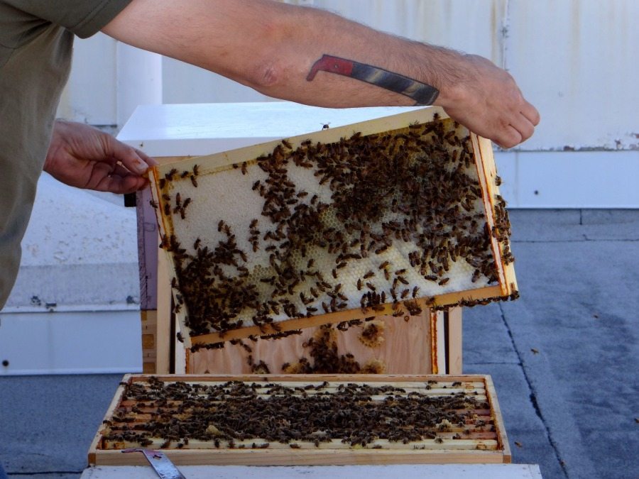 Portland artisan honey