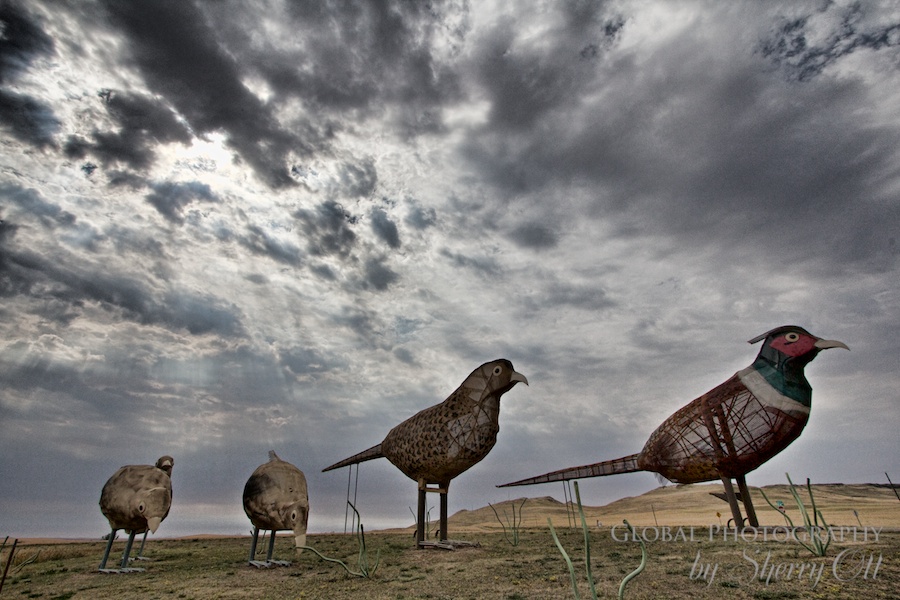 pheasants on the prairie