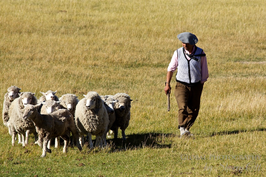 gaucho sheep