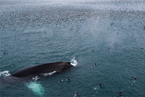 Finn Whale Bering Strait
