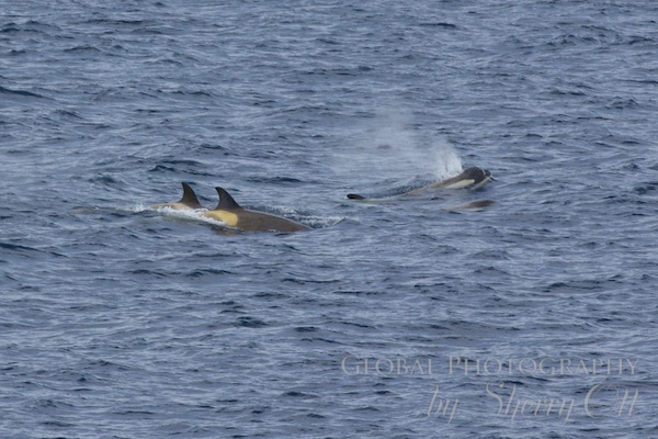 Orca whales harass a Minke whale