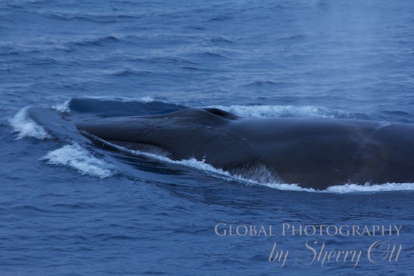 A fin whale comes up right in front of the ship!