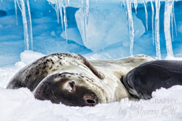 A leopard seal nurses a new baby pup
