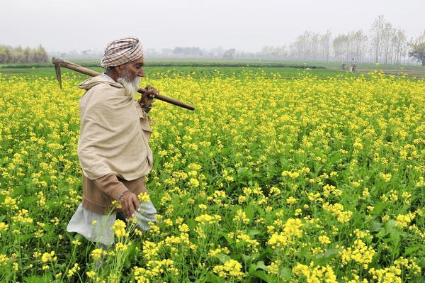 Punjabi farmer