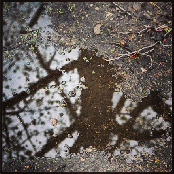 puddle reflection
