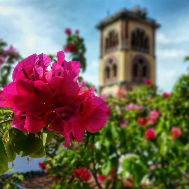 Cartagena Colombia flowers