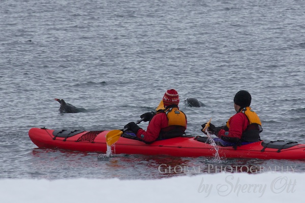 Penguins jumping around our kayaks