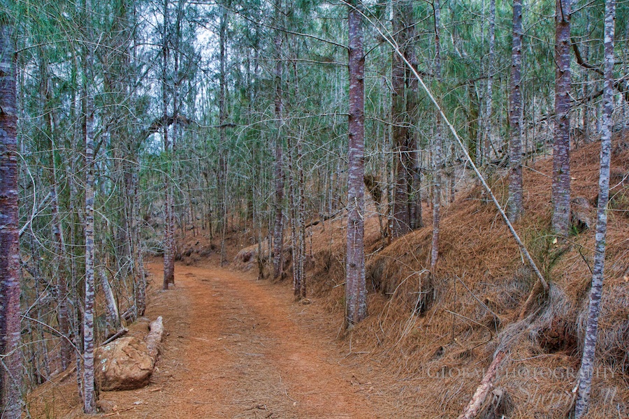 koloiki Ridge Trail