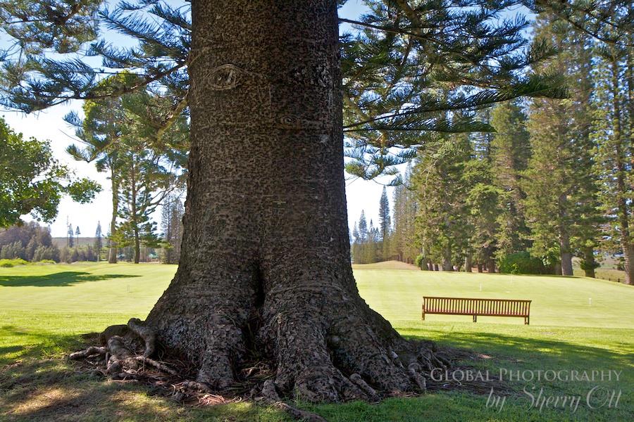 Norfolk Island Pine 