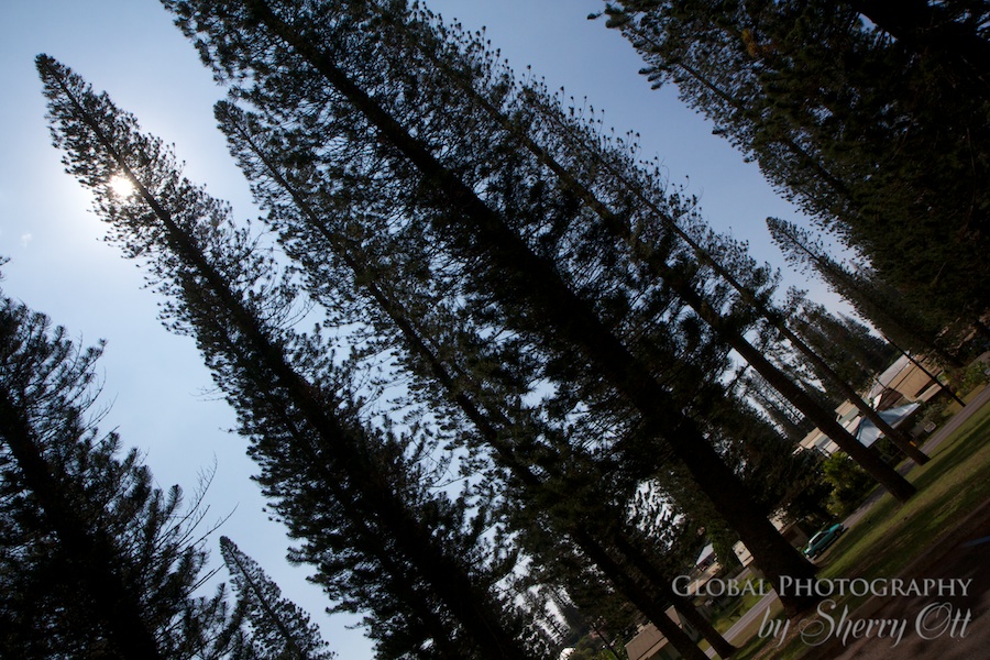 lanai pine trees