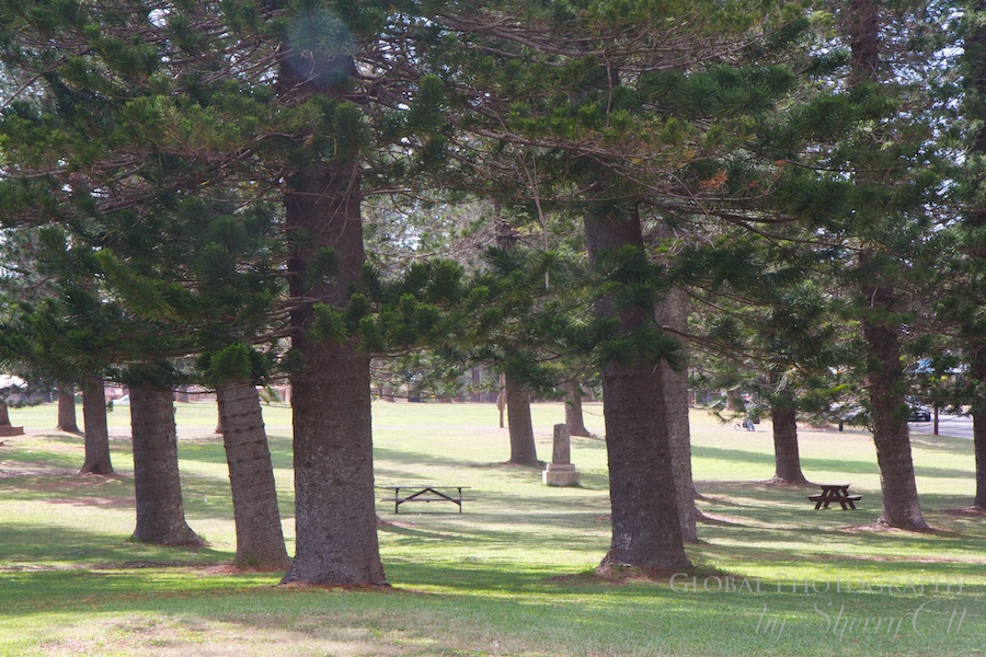lanai pine trees Dole Park