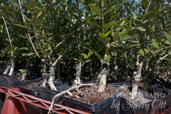 grafted olive trees