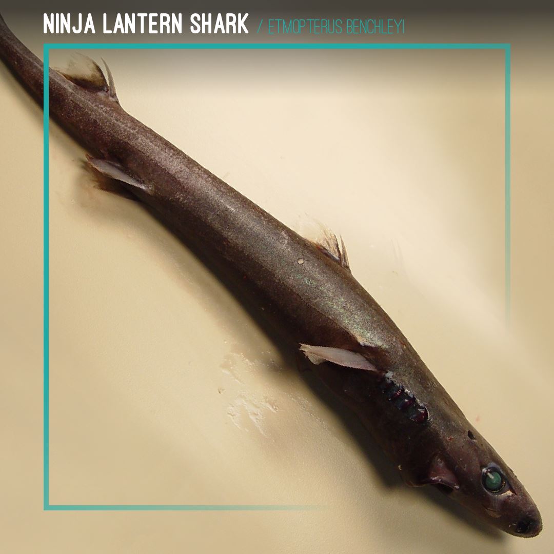 Ninja Lantern Shark