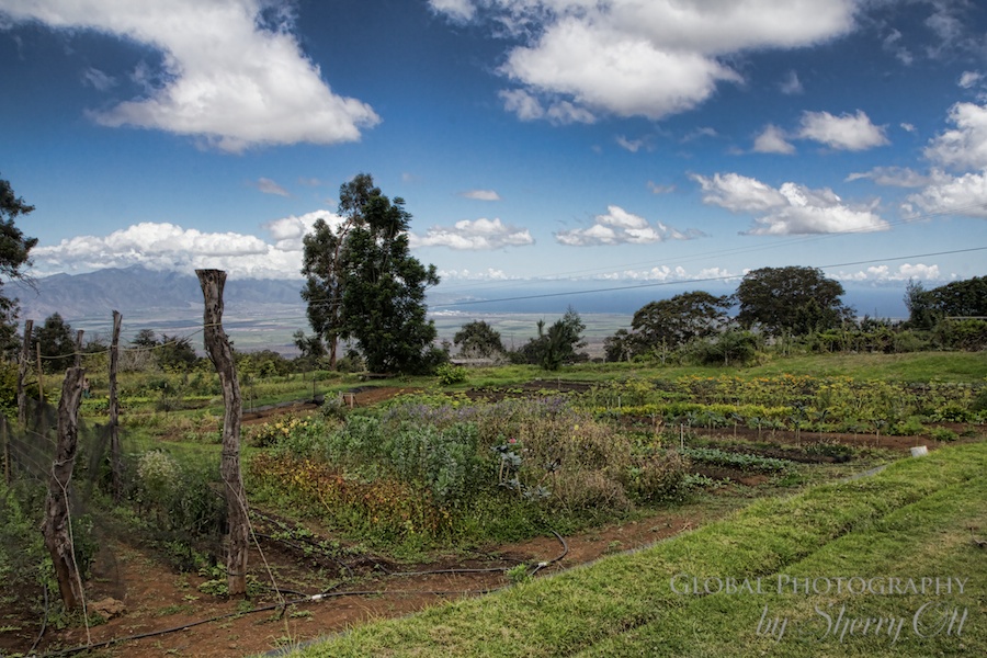 Oo Organic Farm Maui
