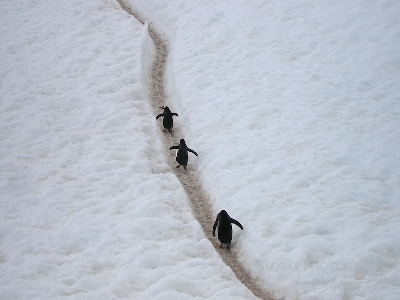 penguin highway 