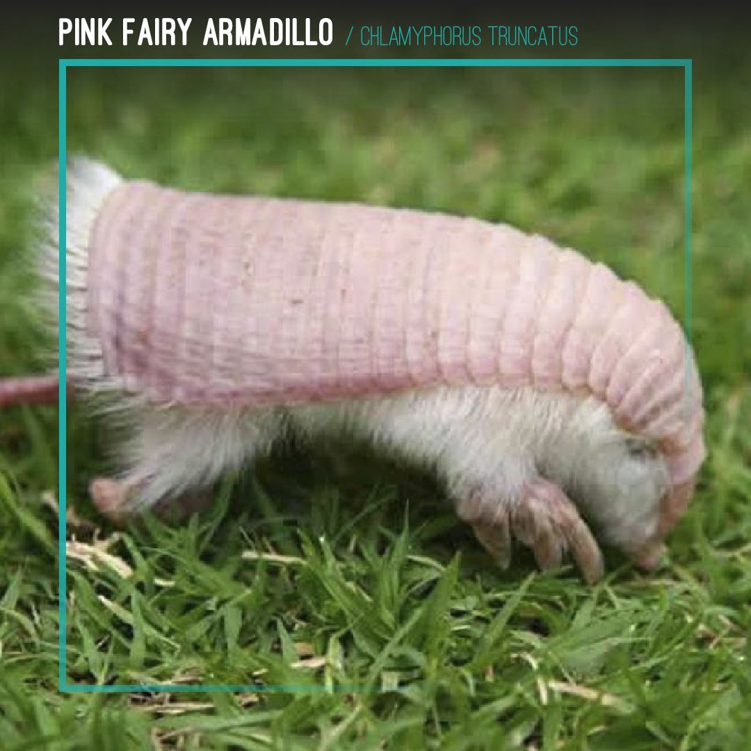 Pink Fairy Armadillo