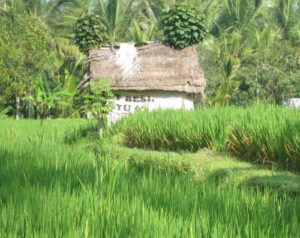 A shack in the ricefields near Ubud