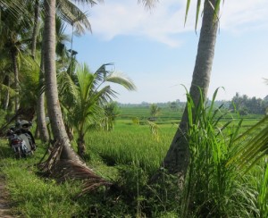 View of the ricefields near Ubud
