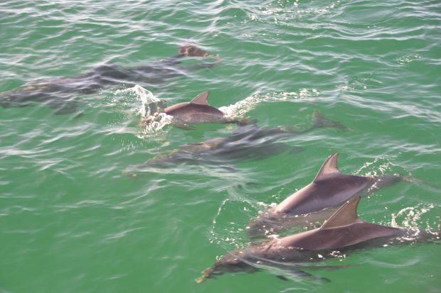Swimming With Dolphins in Adelaide, Australia - Travels of Adam - http://travelsofadam.com/2017/05/swimming-dolphins-adelaide/
