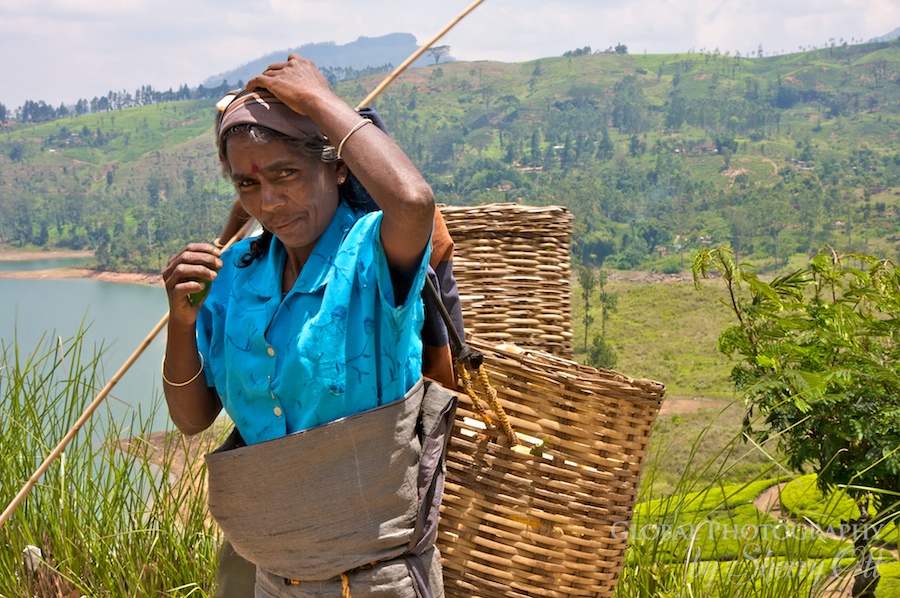 tea plantation worker