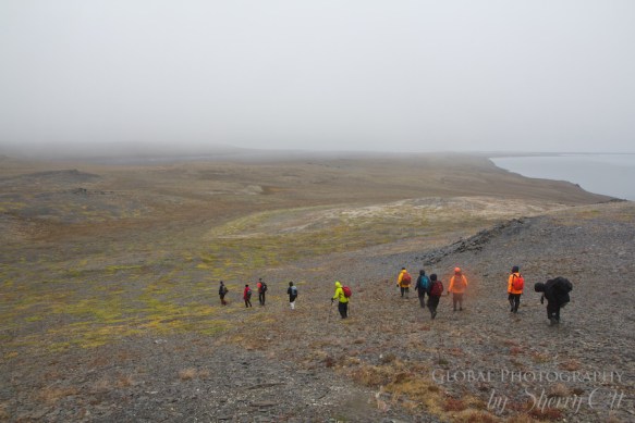 wrangel island tundra hiking