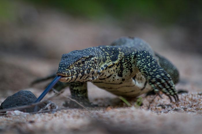An approach of a Water Monitor.