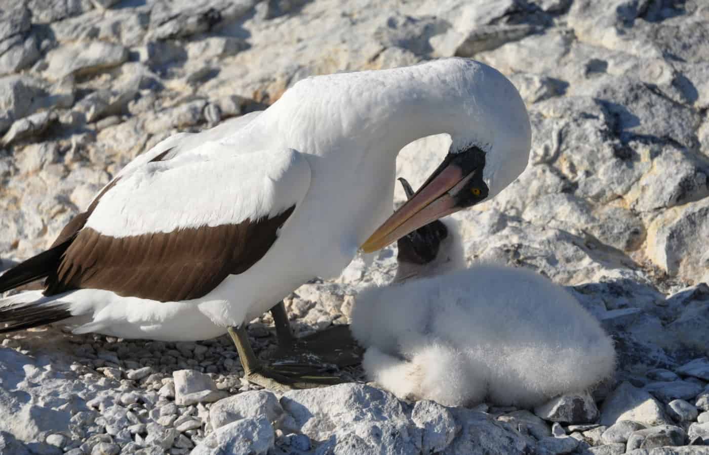 Mom and baby bird caress 