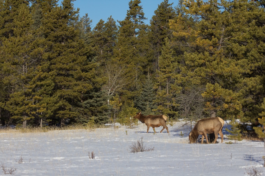 Elk Jasper national park