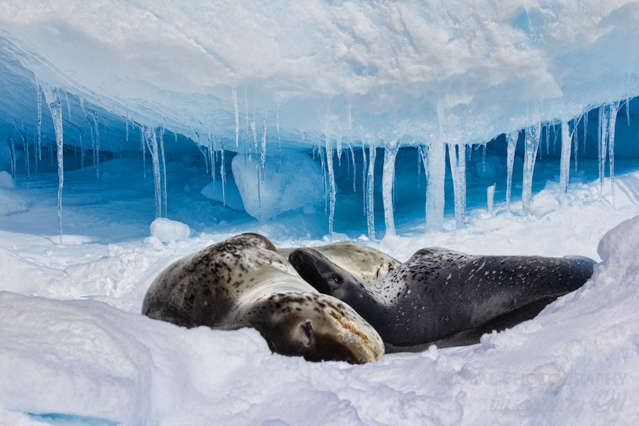 A leopard seal and new baby rest on an iceberg