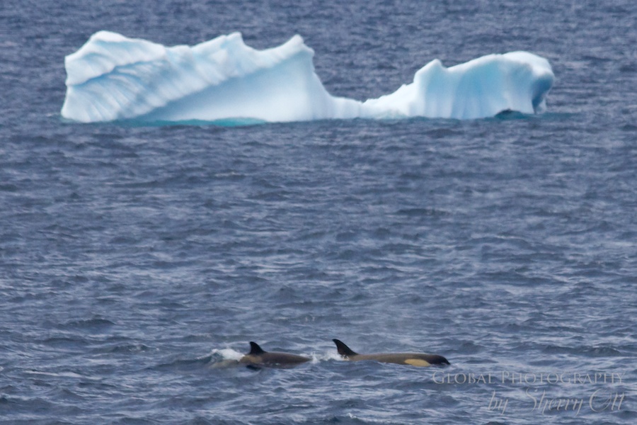 A pack of orca (killer) whales hunt/aggravate a minke whale