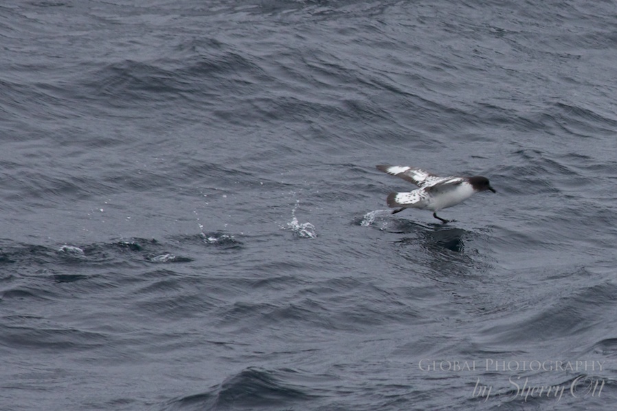 A seabird taking off appears to walk on water in the Drake Passage