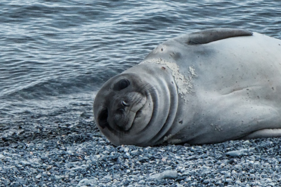 A sleepy baby elephant seal checks us out
