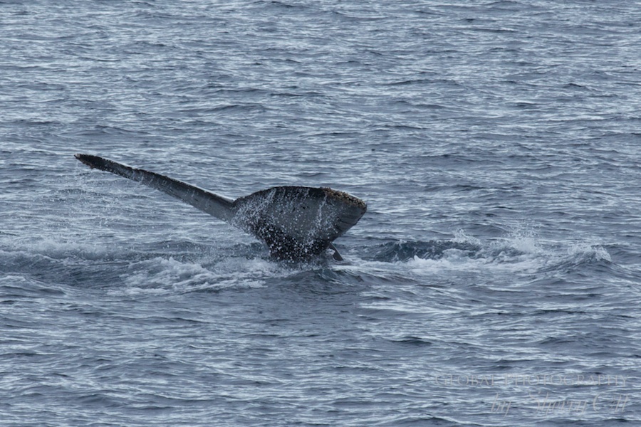 A Humpback whale shows it's tail while doing a deep dive for feeding