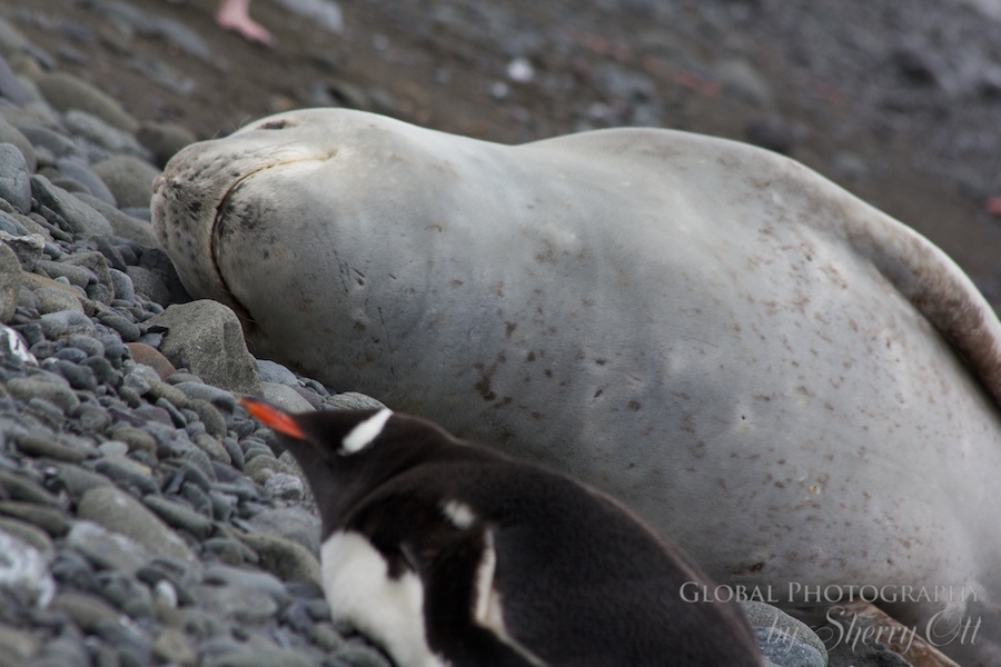 A seal and a penguin sleep next to each other on land.  Friendly on land, but in the water it's a different story