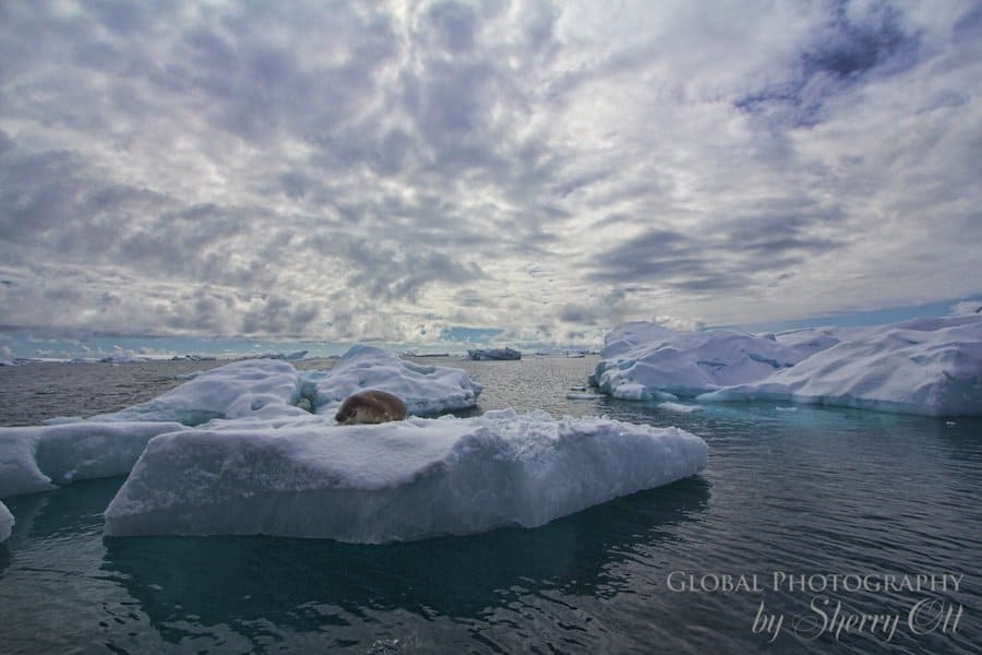 A napping seal on an iceberg