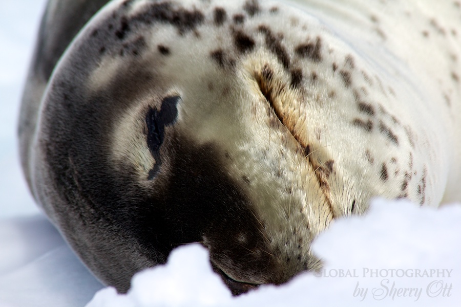 A leopard seal takes a snooze